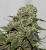 JTR-Harvest-Day57-2.JPG