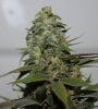 JTR-Harvest-Day57-3.JPG