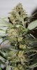 BD-Harvest-Day57-2.JPG