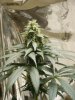 6th week of flowering 004.jpg