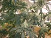 6th week of flowering 005.jpg