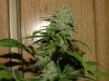 day 55 flower RD042.jpg