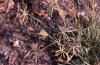 Erath County, Texas_ September_ soft dough to grain-ripe stage_.jpg