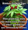 hidden-growth-tips-sm.jpg