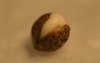 2 - germinating seed macro.jpg