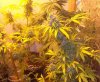 cfl grow 029.jpg