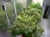 Camshot Flower Room Day41 01-07-2016-CMH.jpg