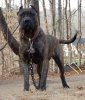 Perro-de-Presa-Canario-2.jpg