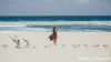 seagulls-with-girl-at-beach.gif