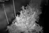 Camshot Flower Room Day44 01-10-2016-IR.jpg