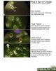 When to Harvest based on Trichomes.jpg