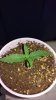 jan 19 day 6 from plant.jpg