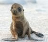 steller-sea-lion-pup.jpg