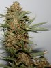 BlueRipper1-Day57-Harvest-3.JPG