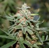 BlueRipper1-Day57-Harvest-2.JPG