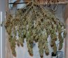 BlueRipper1-Day57-Harvest-4.JPG