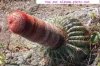 Cactus-penis.jpg