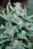 BlueRipper2-Day60-Harvest-2.JPG