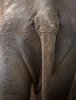 backside_big_asia_elephant_cg5p3055781c_th.jpg