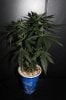 Conn cookies day 39 flower.JPG