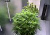 Camshot Flower Room Day46-Day7 02-03-2016-CMH.jpg