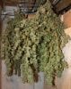 BlueDream1-Day58-Harvest-1.JPG