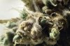 73 - 06_2_16 SSGDH1 trichome shot full.jpg