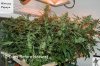 8961Papaya-Scrog.JPG