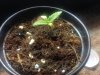 2nd Seedling.jpg