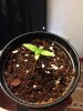 2nd seedling week 2.jpeg