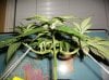 KushSideAfterPruning2016-02-10.JPG