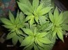 KushTopBeforePruning2016-02-10b.JPG