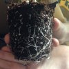 Root Porn 2.JPG