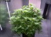 Camshot Flower Room Day19 02-15-2016-CMH.jpg