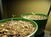 HotPepperSeedlings2016-02-14b.JPG