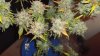 HSO Blue Dream 63 days 005.JPG