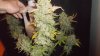 HSO Blue Dream 63 days 007.JPG