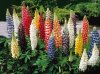 5_lupins_russell_en_melange_extra_r00310663110_0.jpg