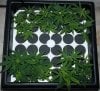 BR-F2-Clones-Day12-Day6-1.JPG