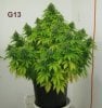 GreenthumbSeedsPG_G13.005.jpg