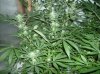 SSDDxW Testers  26 Days 0f flower-3.jpg