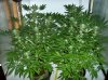 SSDDxW Testers  26 Days 0f flower.jpg