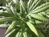 Orange Hill Special Sick plant bud.jpg