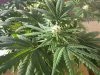 Orange Hill Special Plant with buds.jpg