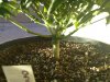 Orange Hill Special Bottom of sick plant.jpg