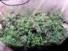 Ice_mud_led_grow_light_budmaster (32).jpg