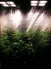 Ice_mud_led_grow_light_budmaster (33).jpg