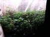 Ice_mud_led_grow_light_budmaster (34).jpg