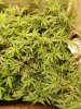 Ice_mud_led_grow_light_budmaster (35).jpg