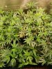 Ice_mud_led_grow_light_budmaster (36).jpg